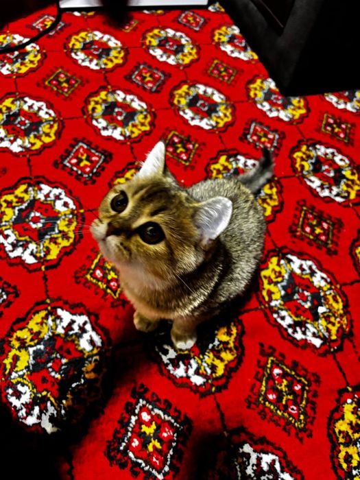 Продаю кошку золотая щилшила