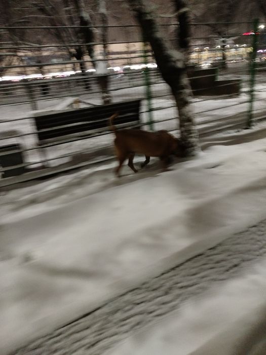 Найдена собака в ошейнике