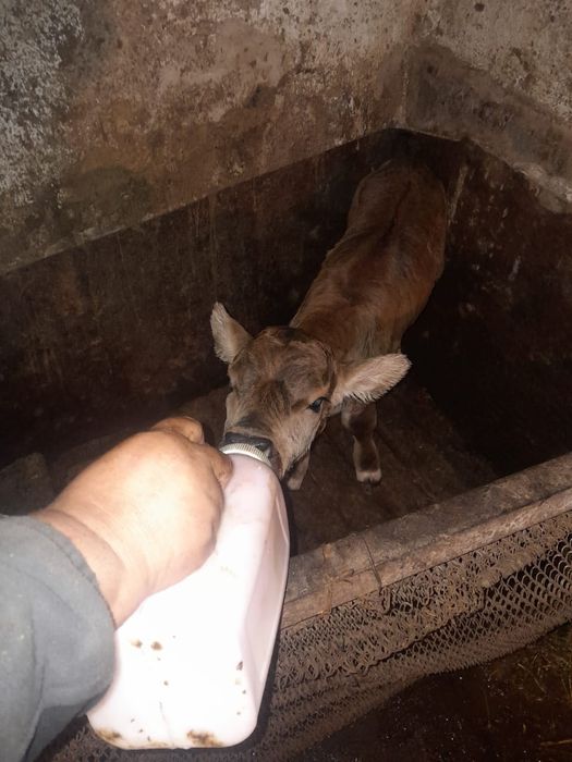 Продаётся телёнок бычок