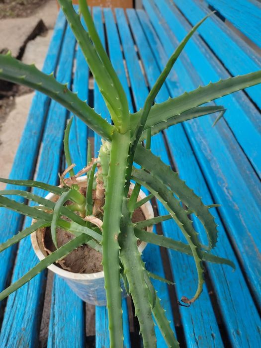 Продам Лечебное Алоэ