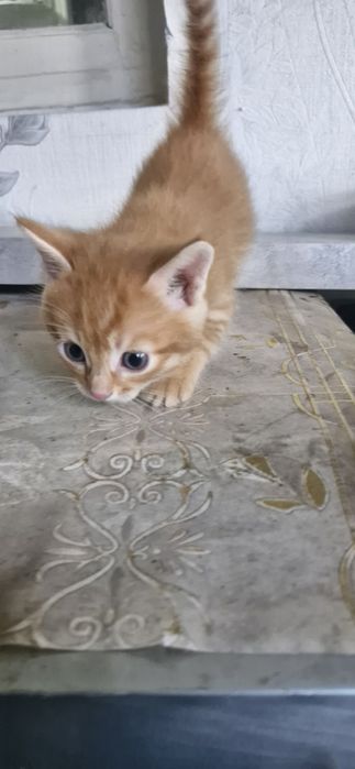 Животные  домашние