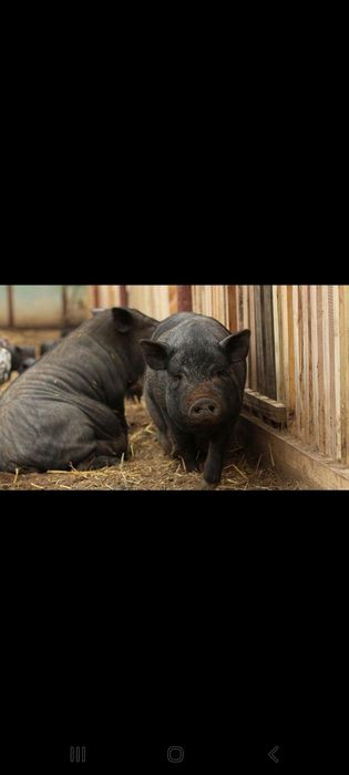 Продавам Виетнамски прасета и Агнета