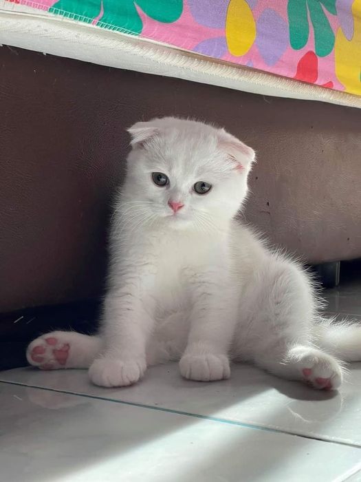 Котёнок Скотиш фолд, Вислоухие, Белый