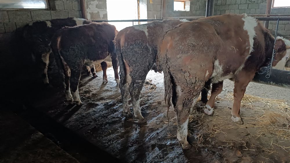 Пародистые бычки Сименталов