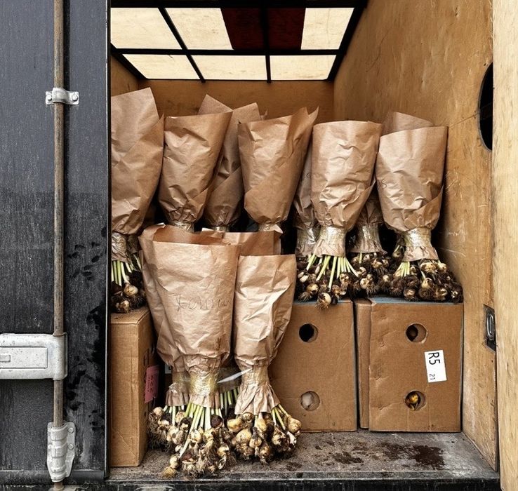 Тюльпаны оптом и в розницу КАСПИ РЕД есть