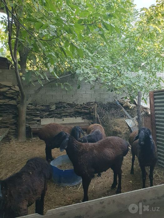 Semiz Quy quzilar bor  yaxshi kuningiz uchun.