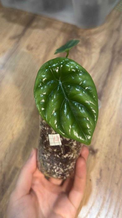 Детки и клубни алоказий