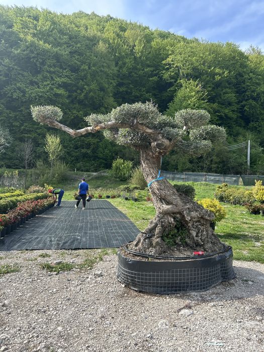 Plante ornamentale