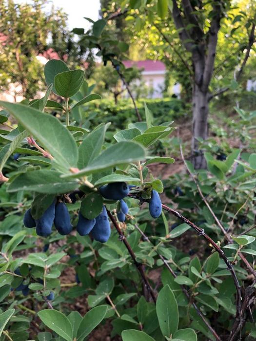 Саженцы Жимолости