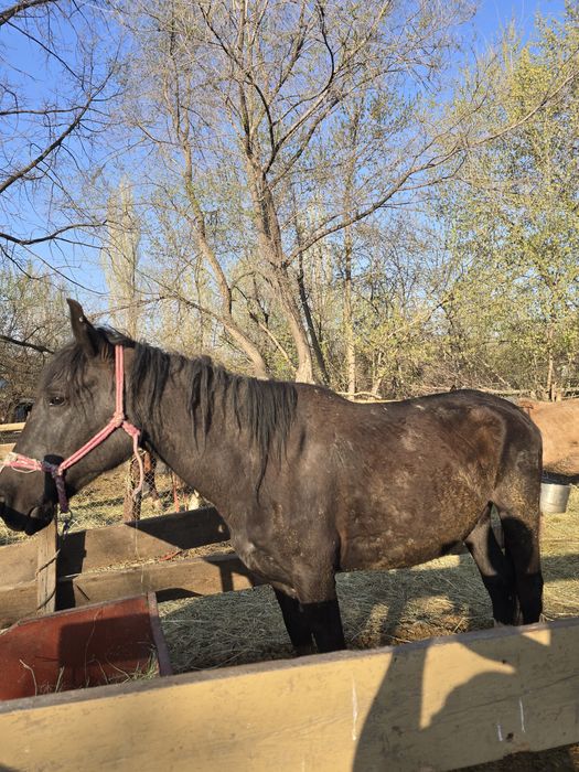 Сауынды бие сатылады