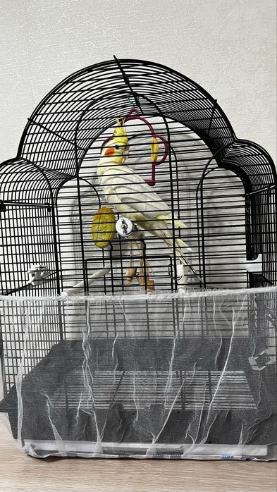 Продам попугай карелла