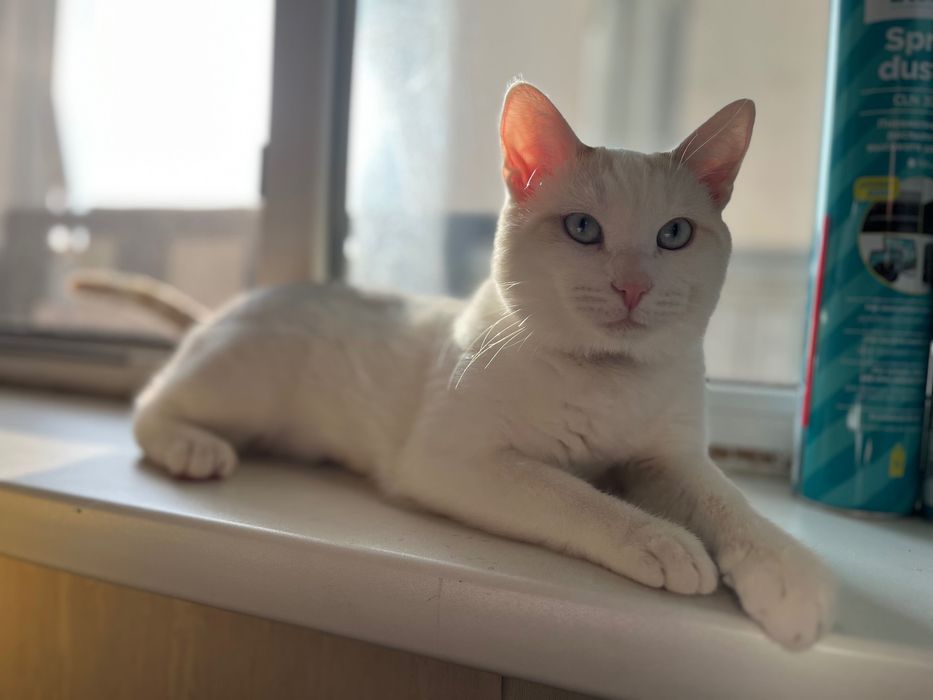 Котенок 8-9 месяцев