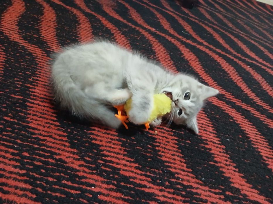 Mushukcha  britanskiy