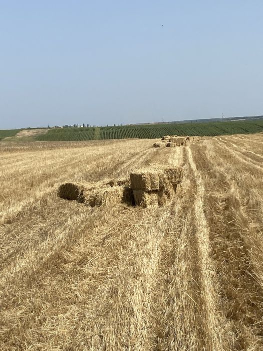 Vand baloti paie 2025