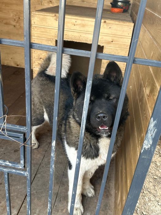 акита девочка 7 месяцов