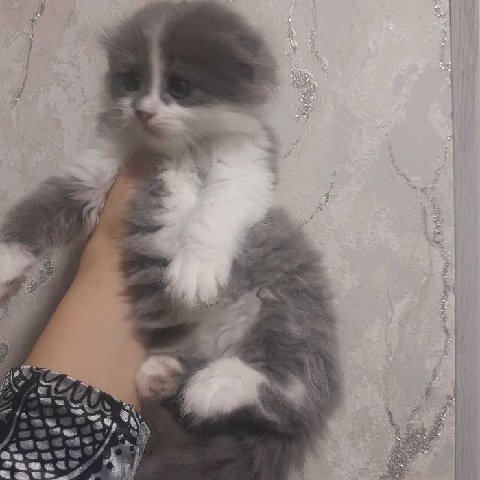 Shokish fold mushukchalar sotiladi