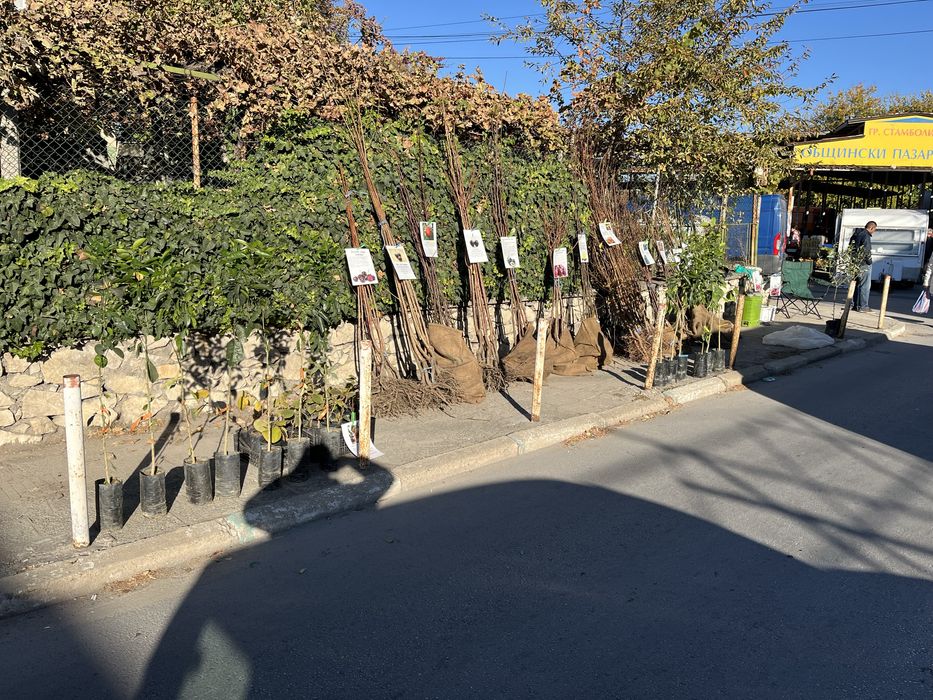 Овощен Разсадник Радослав Чотров "фитосанитарен сертификат " !