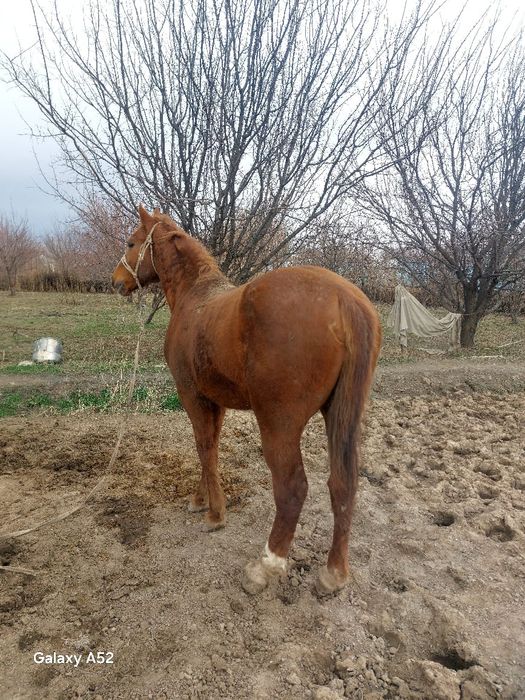 Айғыр сатылады..