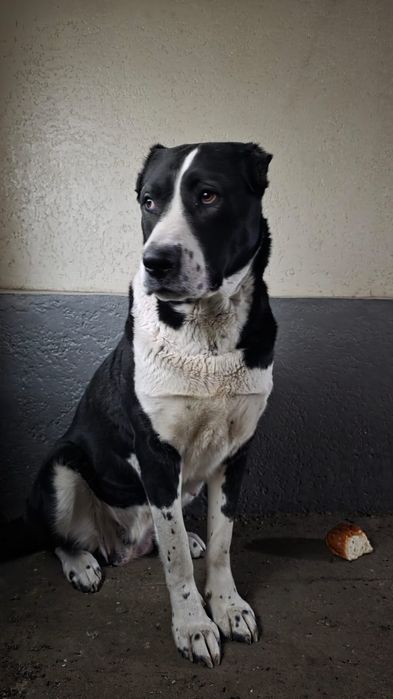 Продам щенка породы Алабай