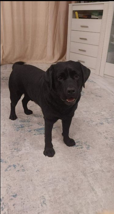 Лабрадор ищет пару для вязки