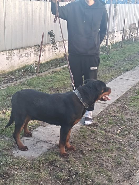 Mascul tânăr rasa Rottweiler