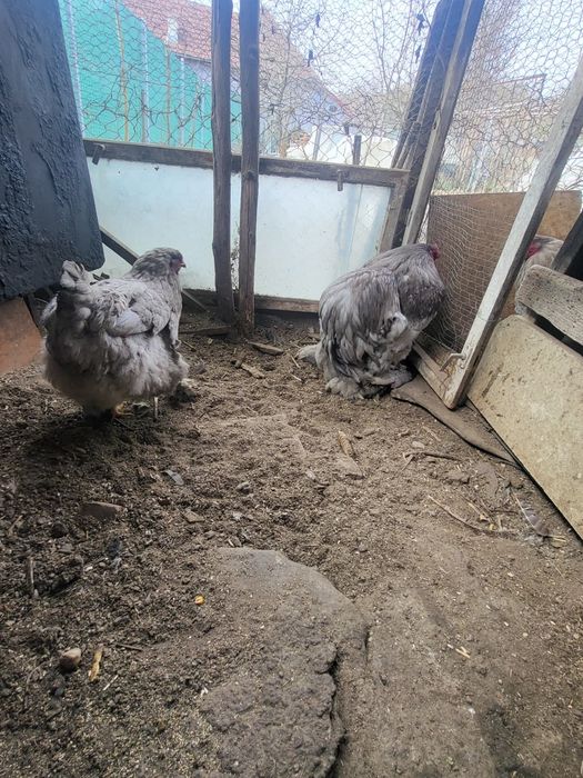 Pui si oua din  rasa Brahma HD,albastru,potarnichiu si Plymouth rock b