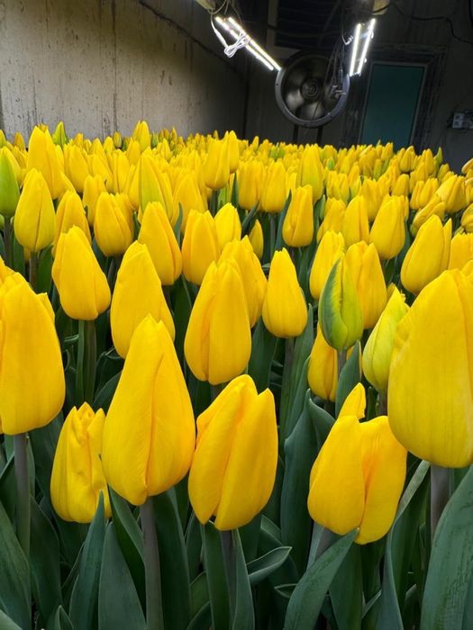 Тюльпаны на 8 марта, тюльпан оптом