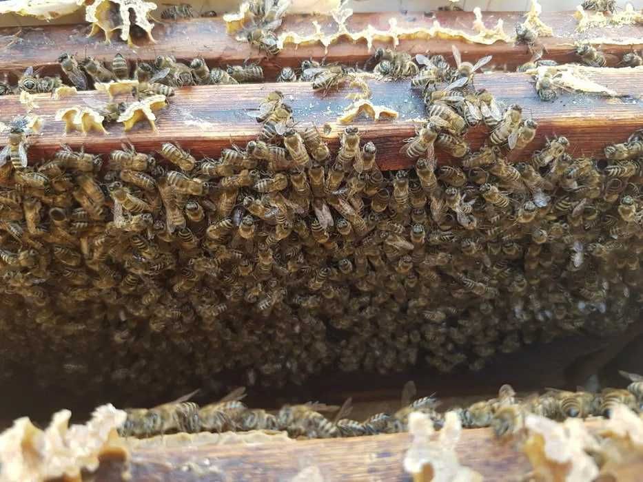 Асаларилар сотилади донага / donaga Asal ari sotiladi