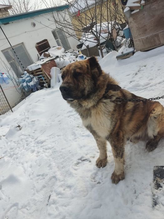 Собака  казахский тобет Паспорт имеется