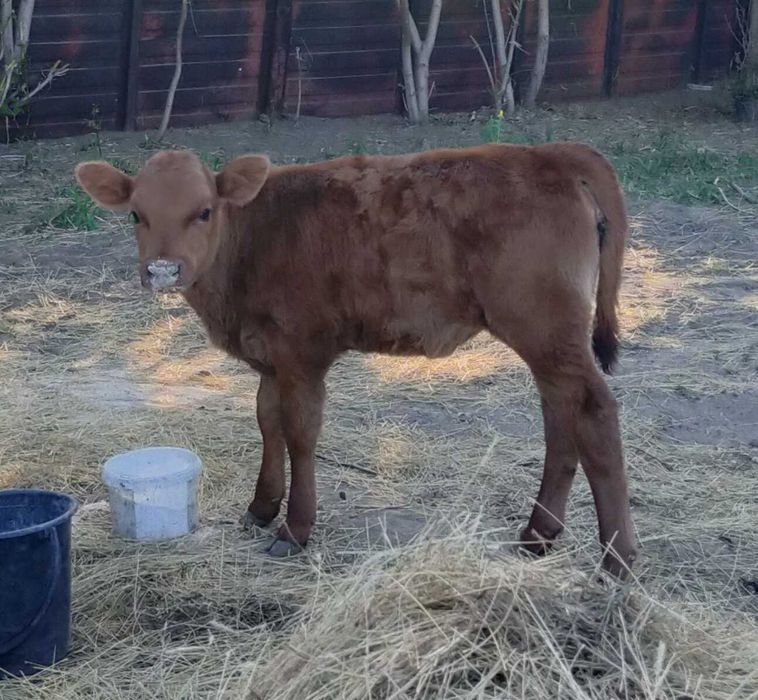 Продам телят. ( Тёлочки)