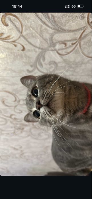 Отдам кошечку в хорошие руки