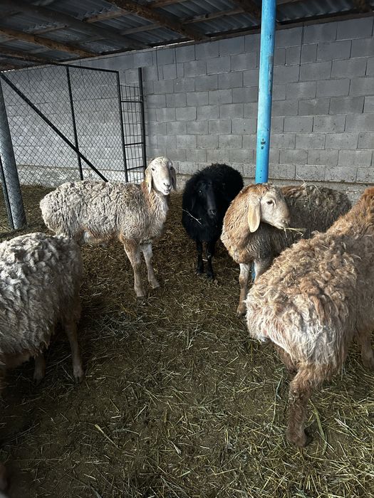 Кошкары хорошие жирные