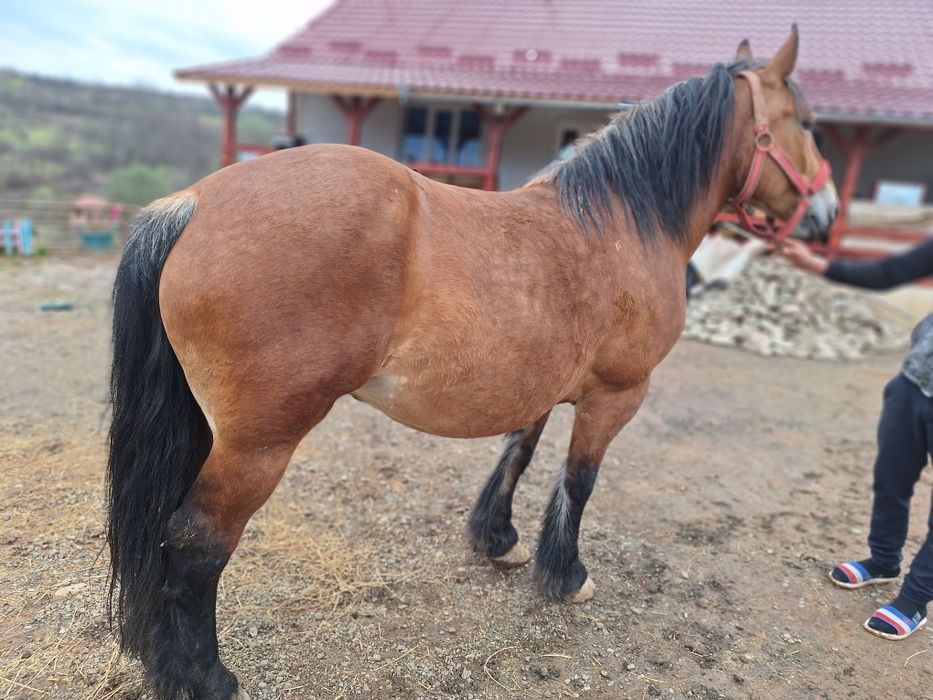 Vând iapa de 4 anișori