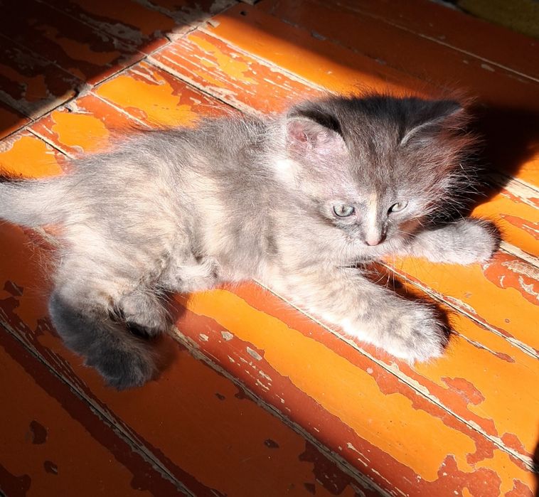 Кошечки в добрые руки