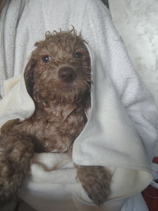 Мини пудел (той) момче