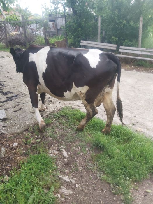 Продавам   краваа