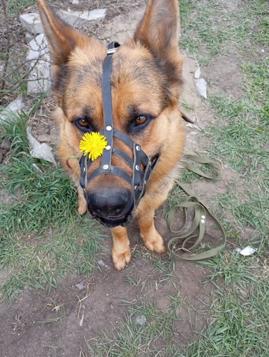 Животные вязка собак