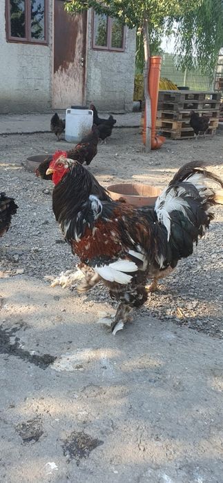 Vand cocos brahma