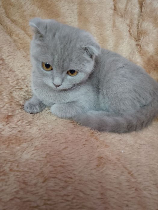 Продается скоттиш фолд