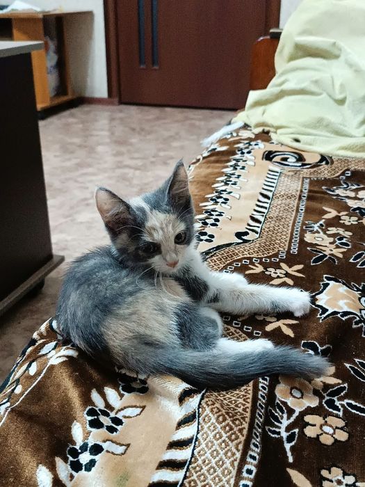 Кошечка в хорошие руки