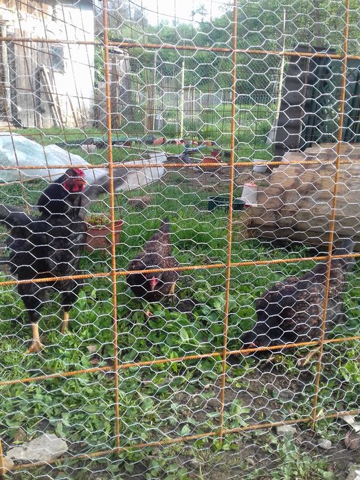 Vand o familie găini puicuţe combatant Indian pitic 2+1