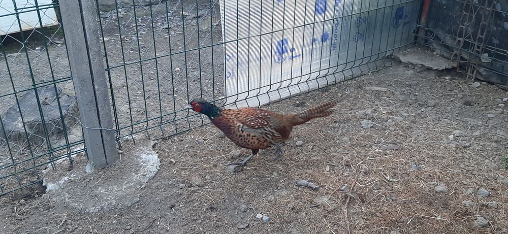 Fazani comuni- masculi