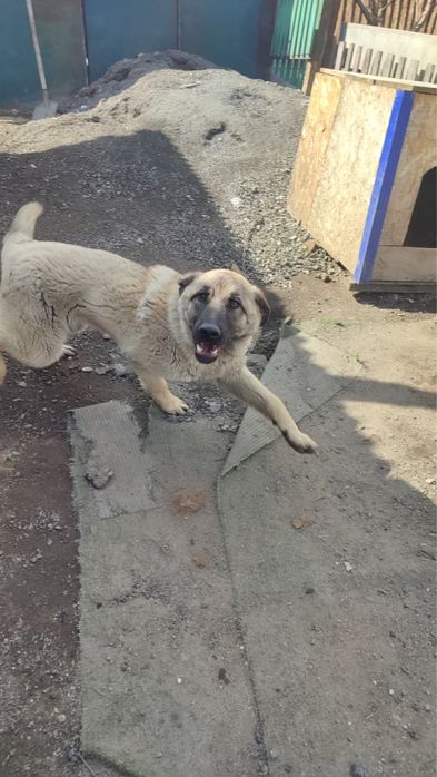 Отдам в добрые руки.