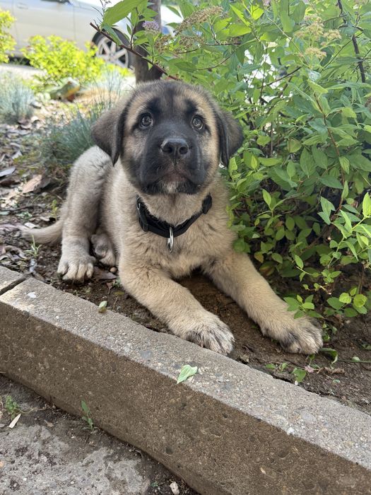 Кангал / Kangal Турция