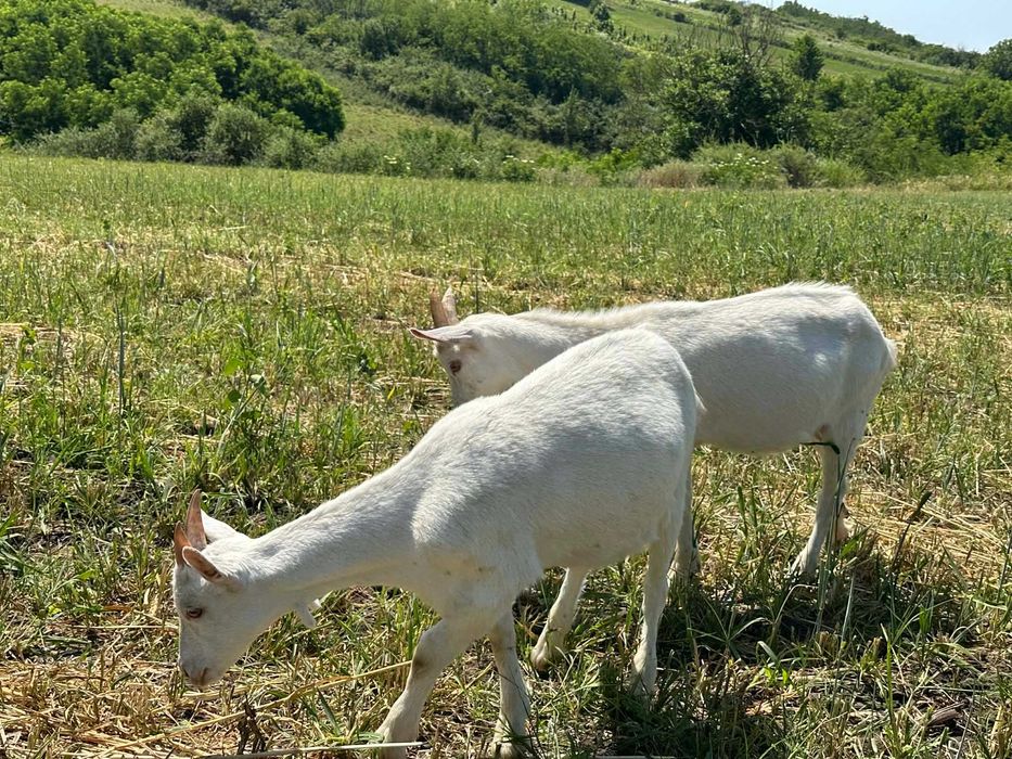 De vânzare pereche de capra și țap sanen în vârstă de 5 luni!