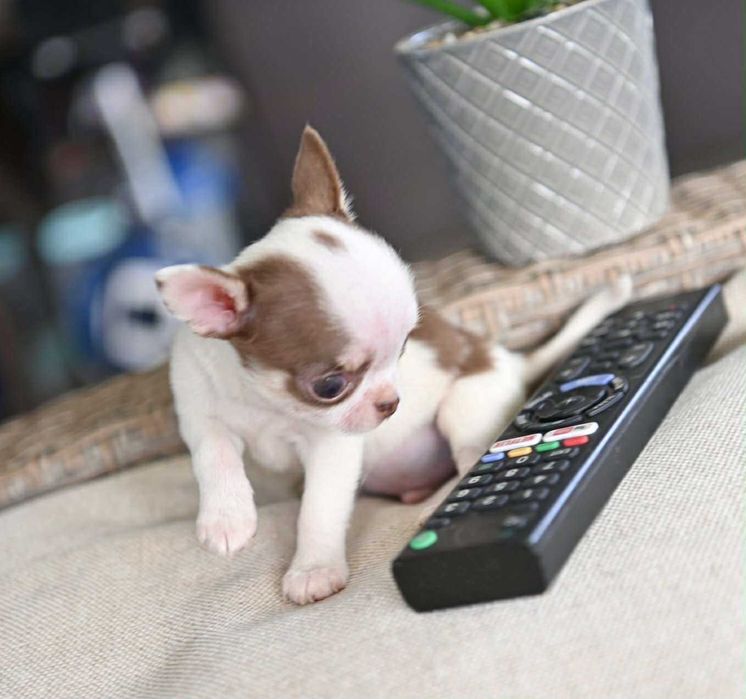 Мъжко миниатюрно чихуахуа бяло шоколадово