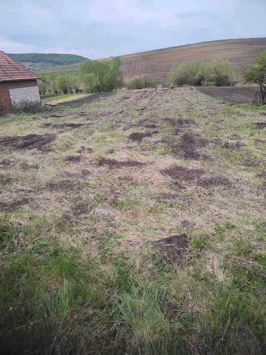 Teren                intravilan Petrestii de jos