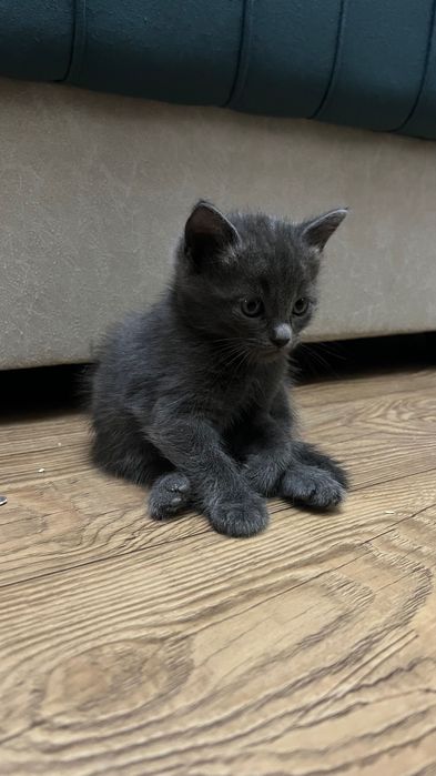 Продаются котята скоттиш страйт