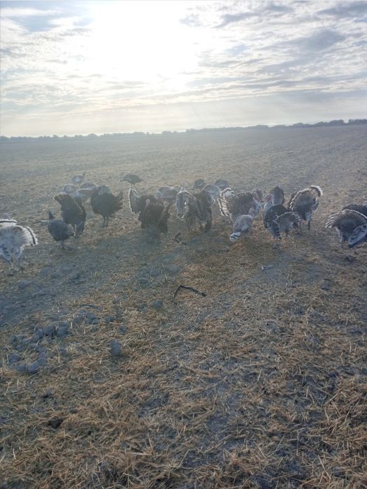 Түйетауық сатылады