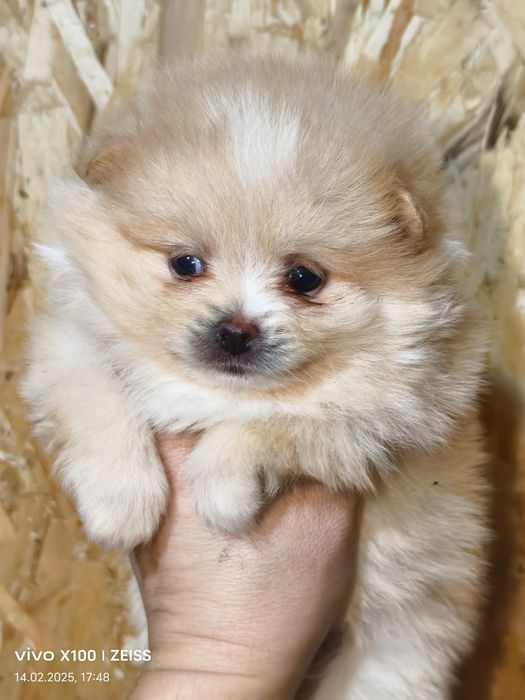 Очаровательные щенки шпица.